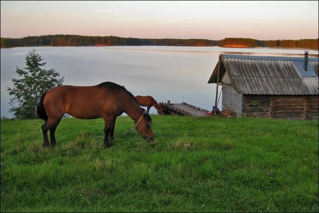 Село лошадка