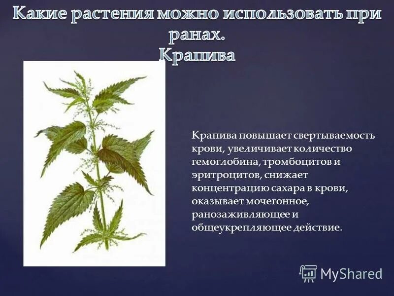 Крапива сколько пить