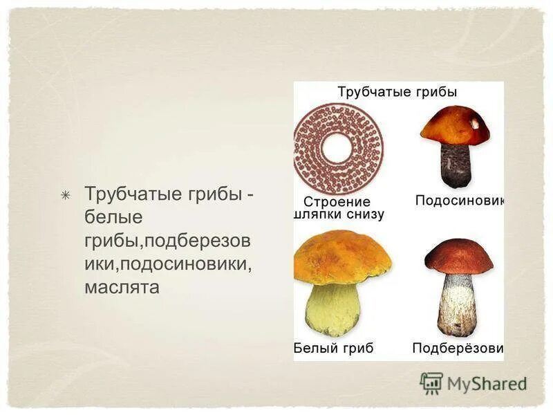 Шляпка подберезовика обыкновенного образована клетками содержащими. Шляпка подберезовика обыкновенного образована клетками содержащими