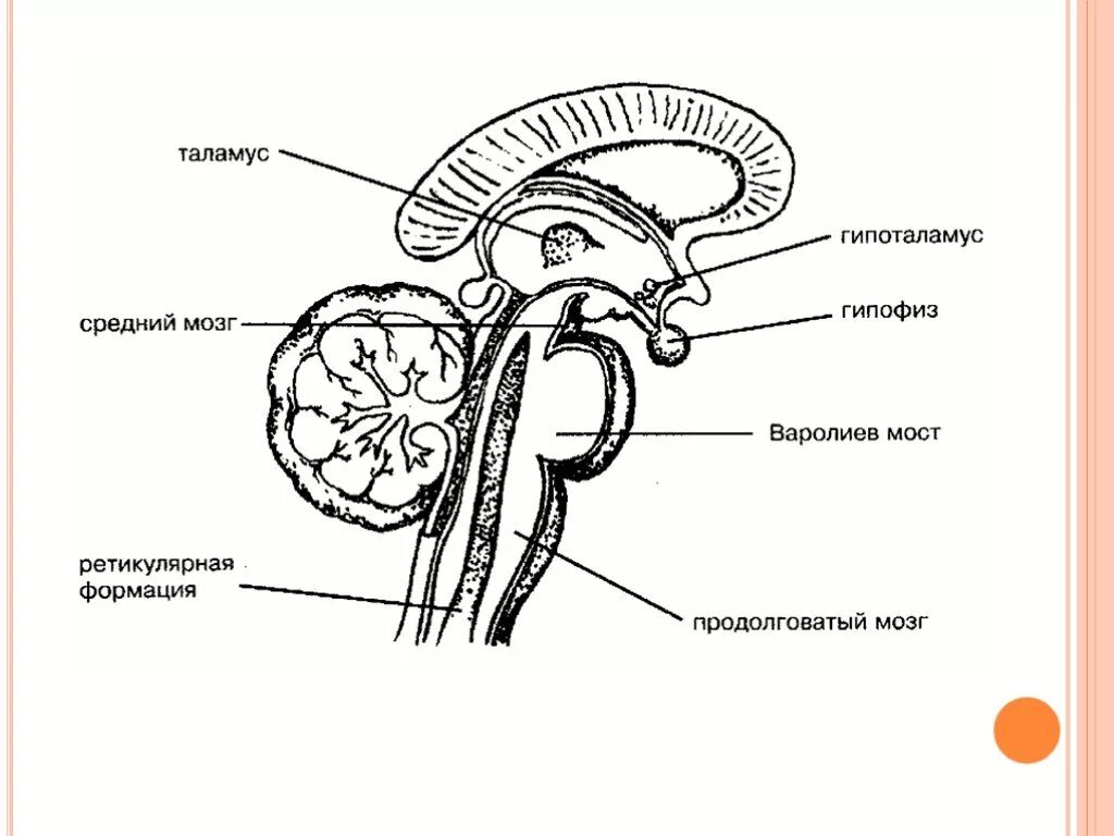 Таламус и гипоталамус какой отдел мозга. Схема строения промежуточного мозга. Промежуточный мозг строение. Структуры промежуточного мозга схема. Промежуточный мозг строение рисунок.
