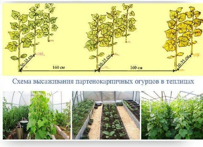 Схема высадки огурцов в теплице из поликарбоната. Схема высадки огурцов в теплице. Схема посадки огурцов в теплице. Интервал посадки огурцов в теплице из поликарбоната. Расстояние между огурцами при посадке