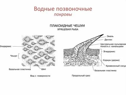 Развитие роговых чешуй