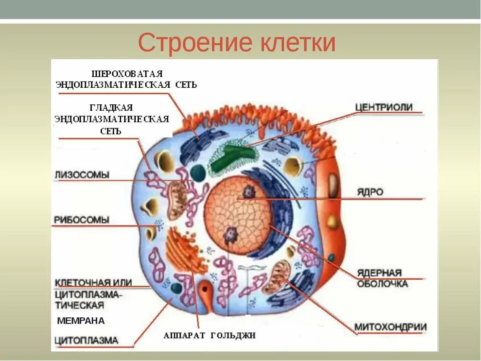 Таблица живые организмы 5 класс