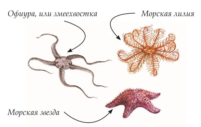 Морская звезда половое размножение