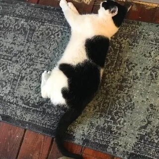 Кот с белой спиной