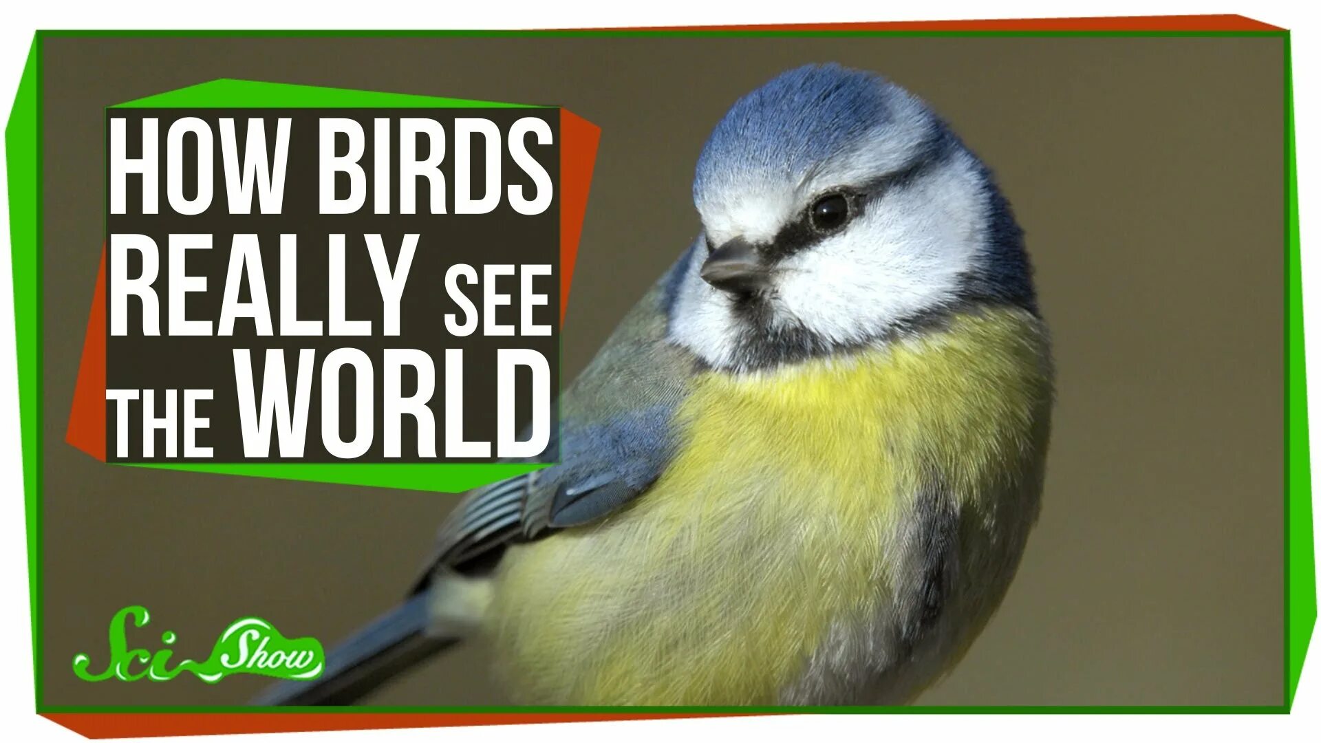 Birds World. How Birds see. Birds are real. How Birds Breathe.