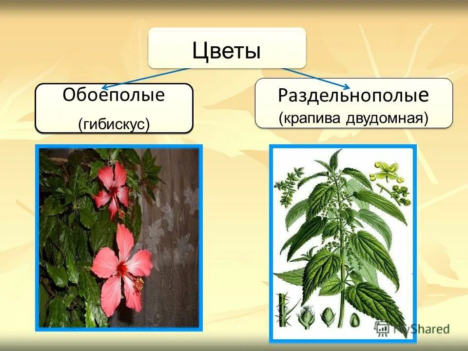 Растения с обоеполыми цветками. Растения с раздельнополыми цветками. Раздельнополые растения. Растение с Расздел но полым.