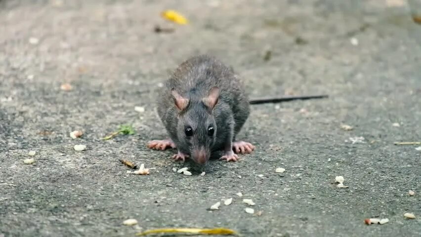 Серая мышь 14. Серая мышь. Очередная серая мышь. Серая мышь опасность. Одинаковые серые мыши.