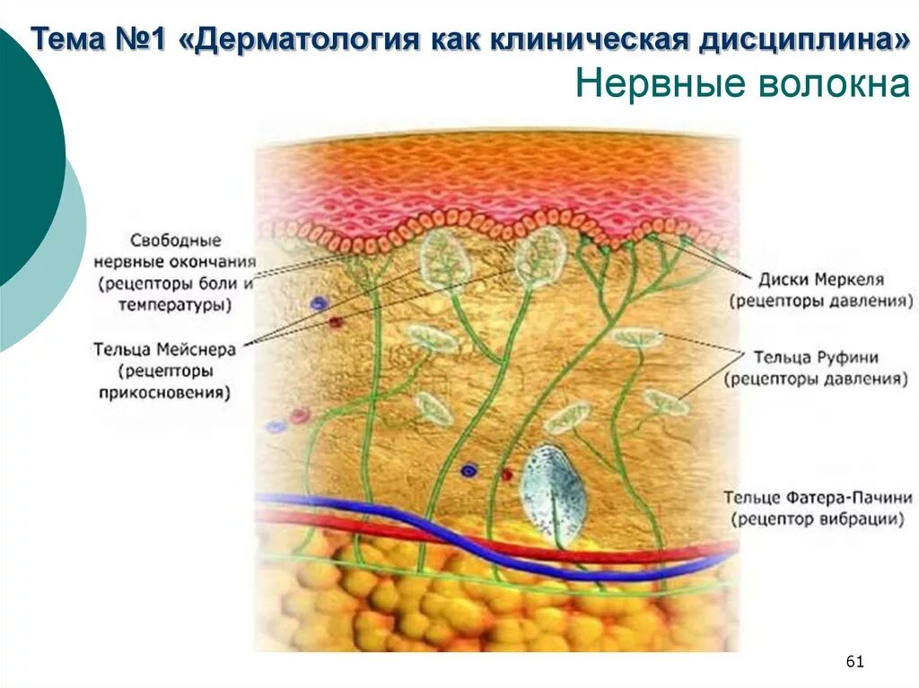 Кожные температурный анализатор расположение рецепторов. Рецепторы кожи нервные волокна. Рецепторные нервные окончания кожи. Рецепторный аппарат кожи анатомия.