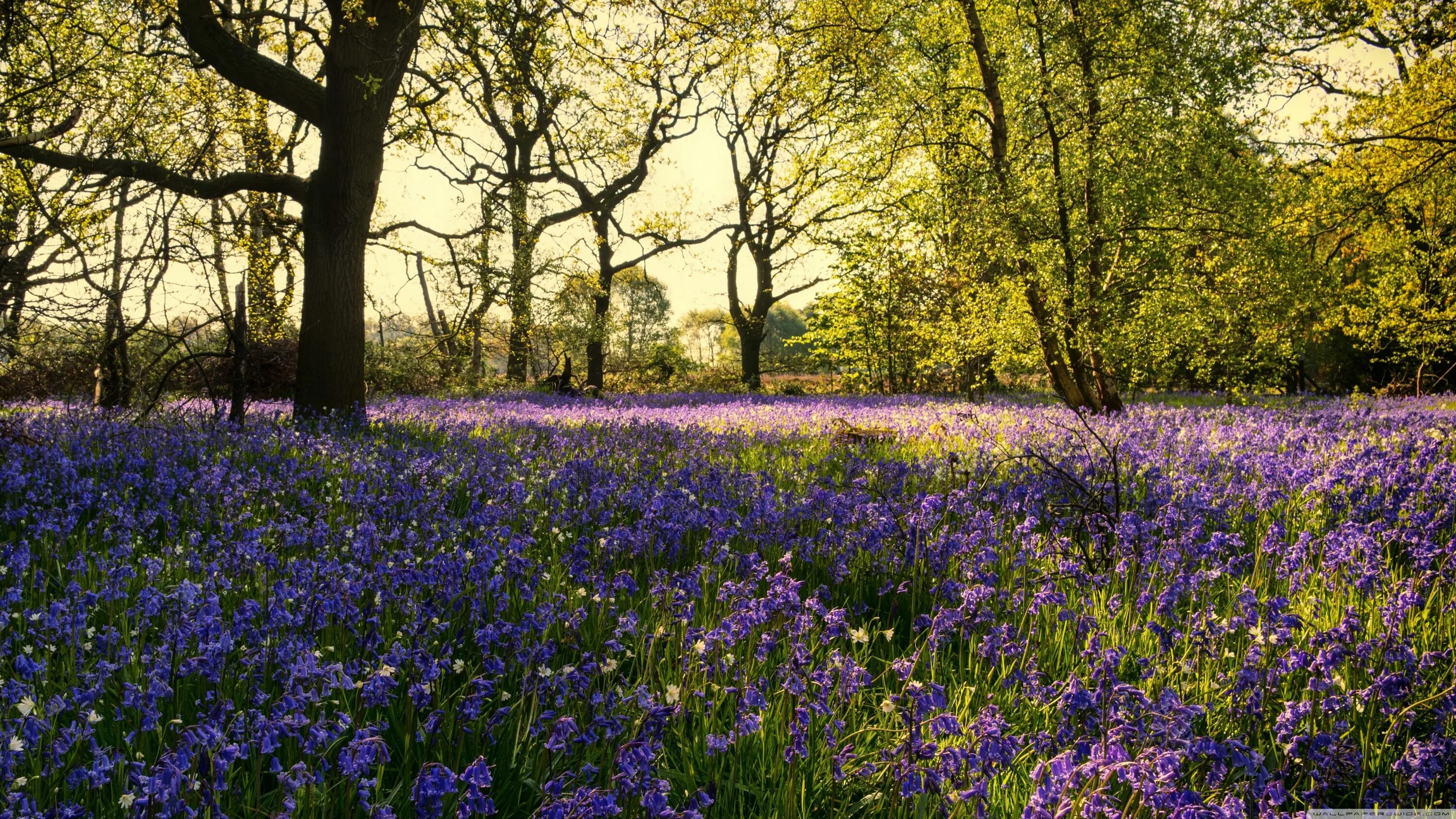 Bluebell перевод