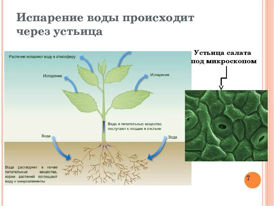 Испарение воды 6 класс биология. Транспирация воды у растений. Испарение воды растениями транспирация. Транспирация листьев устьица. Конспект по воде биология 6 класс