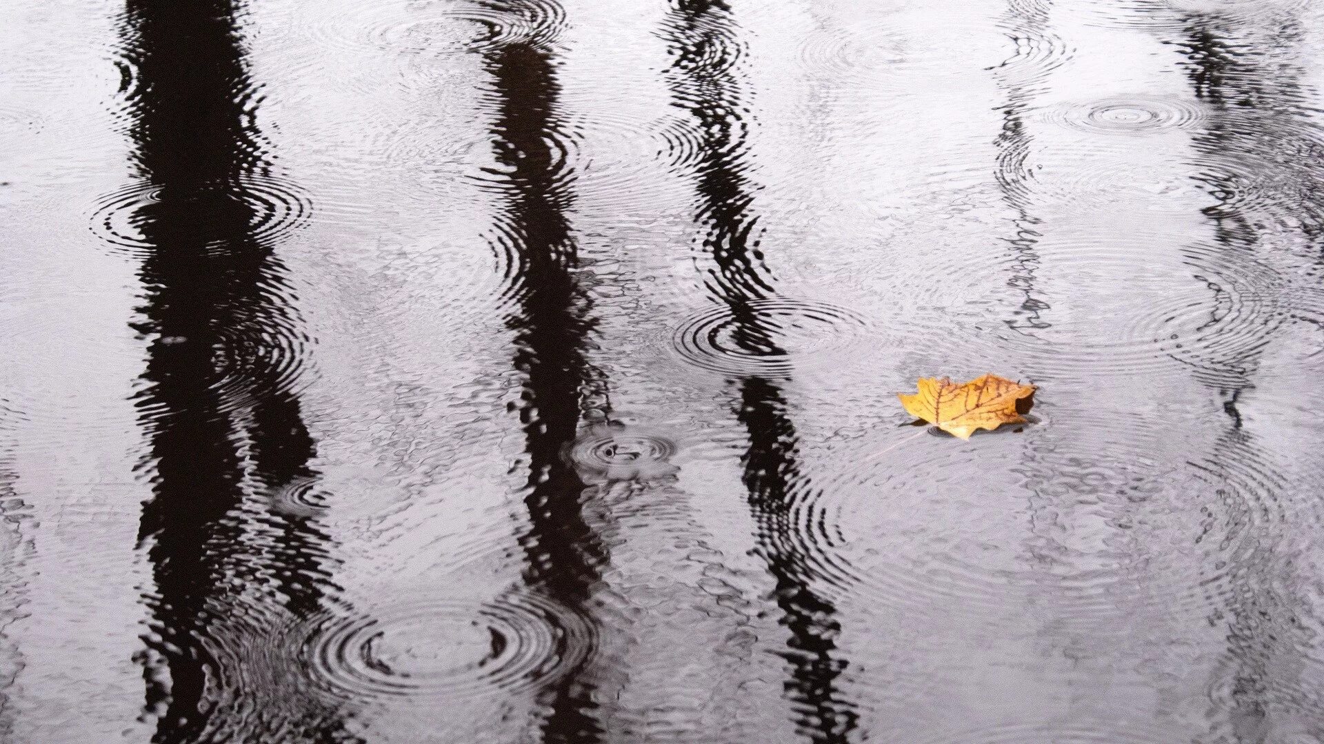 Дождь на воде. Дождь отражение. Отражение листа в воде. Отражение на воде в дождь.