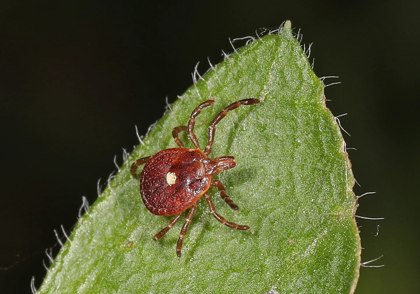 Клещ amblyomma variegatum. Baby ticks. Baby ticks. Baby ticks. Иксодовые клещи боррелиоз.