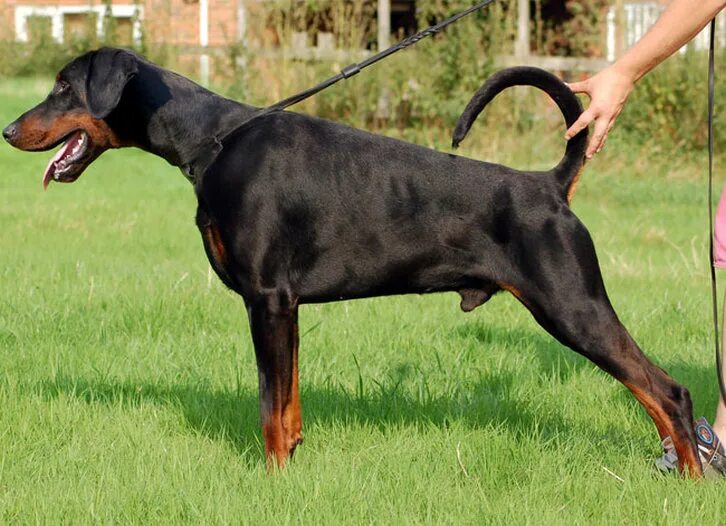 доберман купированный и некупированный. доберман некупированный. доберман с хвостом. доберман некупированный. доберман некупированный.