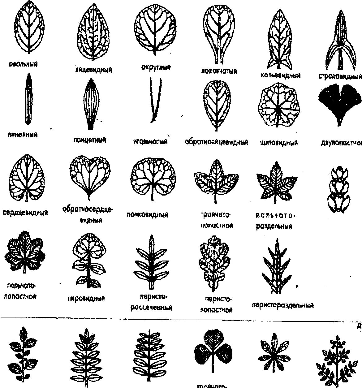 Линейная форма листьев. Типы расчлененности листовых пластинок. Форма расчленения листовой пластинки. Типы расчленения листовой пластинки простого листа. Типы расчленения листовой пластины.