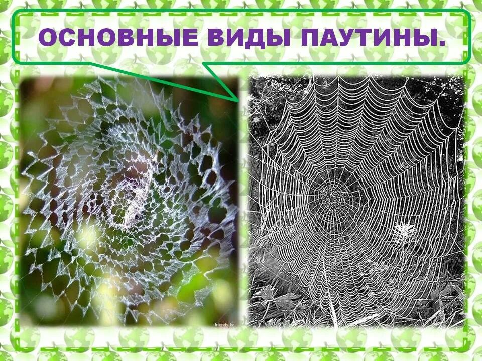 Типы паутины. Разновидности паутины. строение паутины. виды паутины у пауков. строение паутины паука.