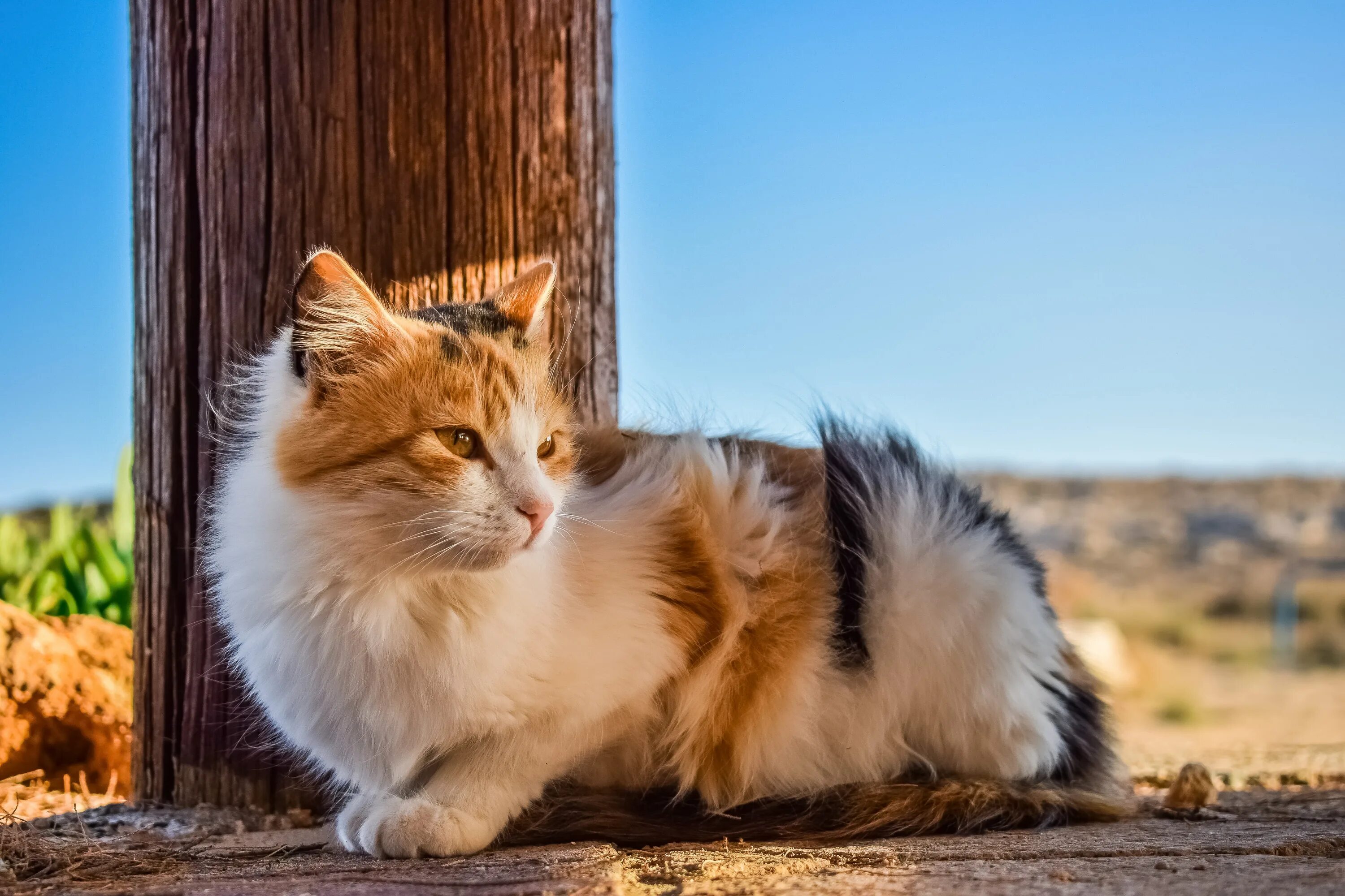 Калико кошка. Orange Cat. Caturday. Cat Orange nature.