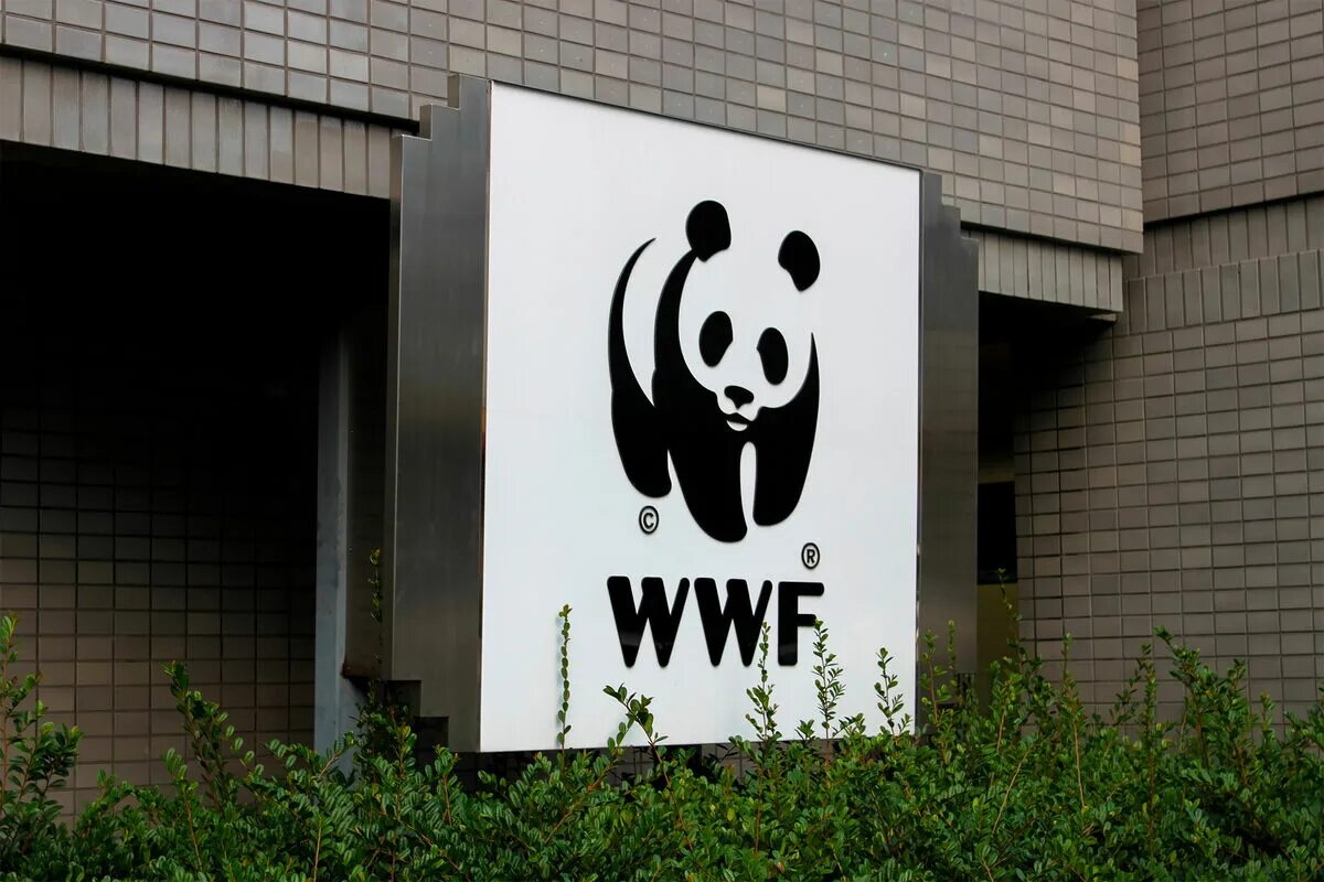 The world wildlife fund is an organization. Фонд дикой природы WWF. День рождения Всемирного фонда дикой природы (WWF). Панда символ Всемирного фонда дикой природы. Всемирный фонд охраны дикой природы 1961.