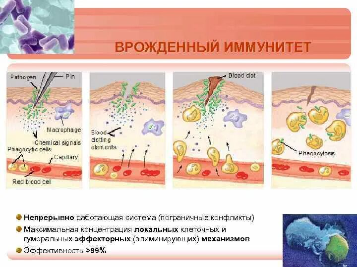 Функции врожденного иммунитета иммунология. Функции клеток врожденного иммунитета. Клеточный врожденный иммунитет. Факторы врожденного иммунитета иммунология. Врожденный иммунный ответ