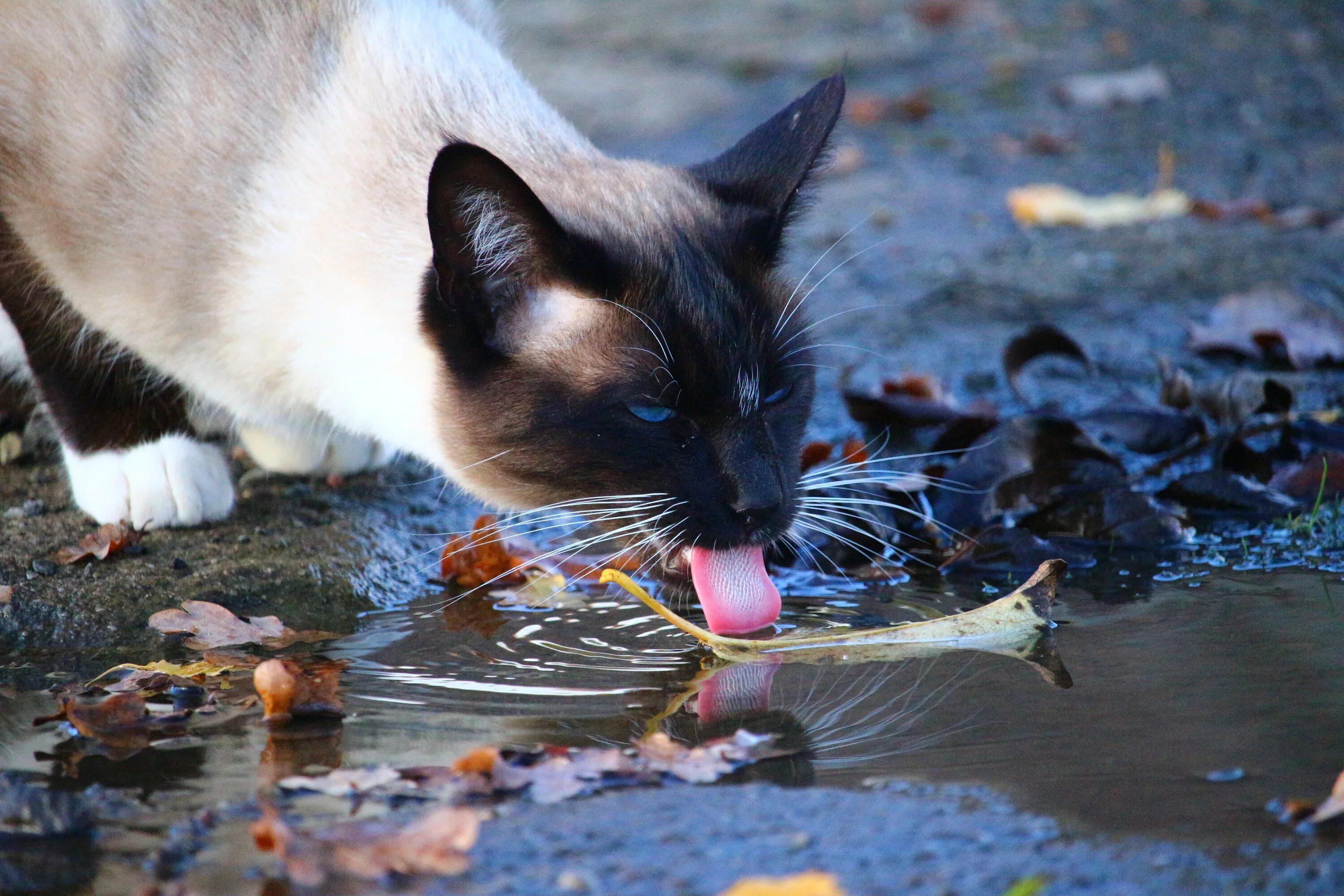 Кот в воде. Котенок в луже. Кошка в луже. Кошка пьет воду.