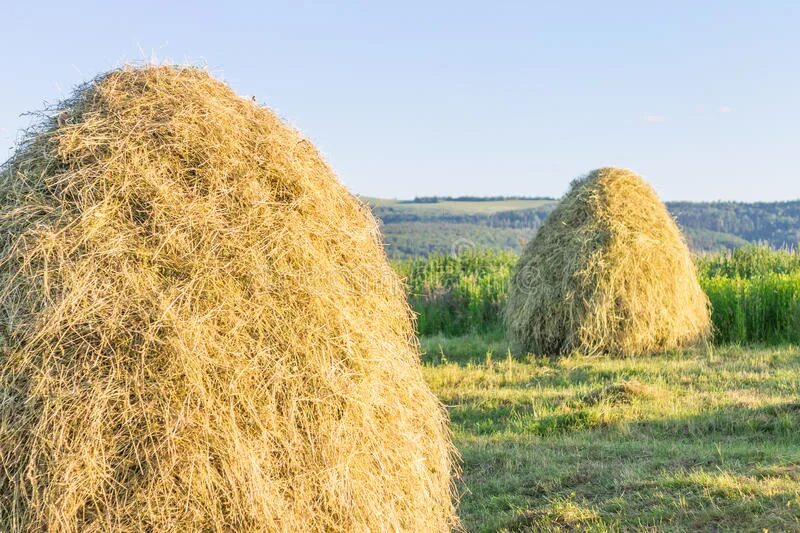 Заготовщик сена 5 букв. Большая куча сена. Pile of hay. Большой стог сена 4 букв. Field with hay piles.