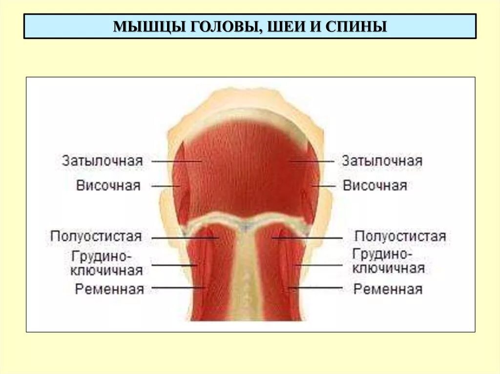 Затылок описание