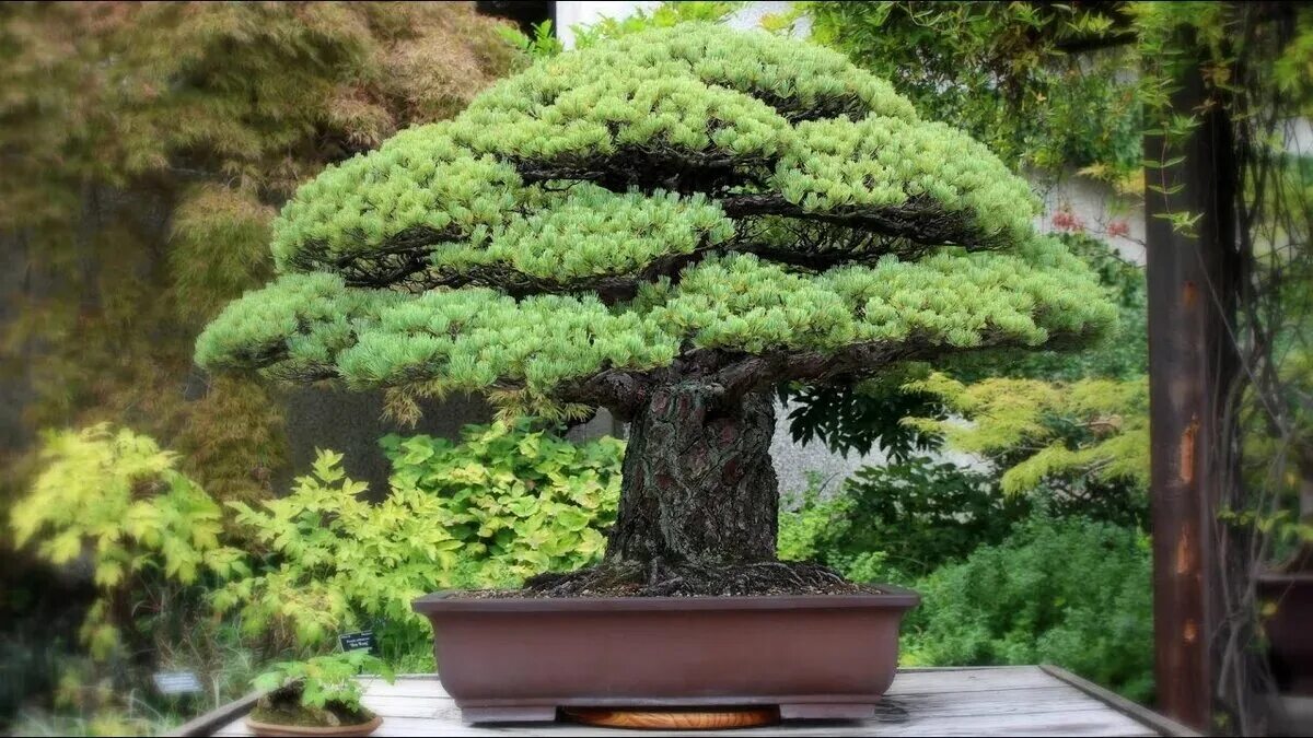 Сосна Хиросима бонсай. Pinus pinea Bonsai. Криптомерия бонсай. Сосна Веймутова ниваки. Японская сосна бонсай