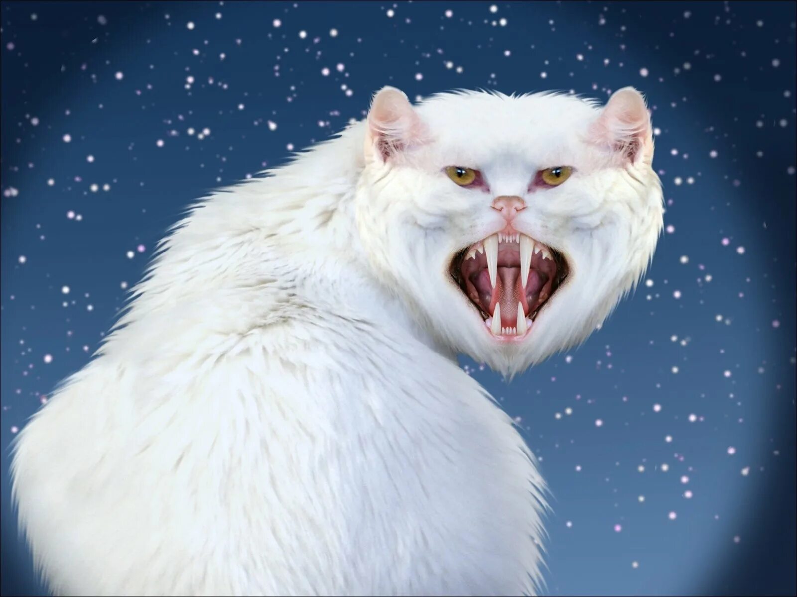 Злобный кот. Злая кошка. Очень злой кот. Страшный белый кот. Злой белый кот.