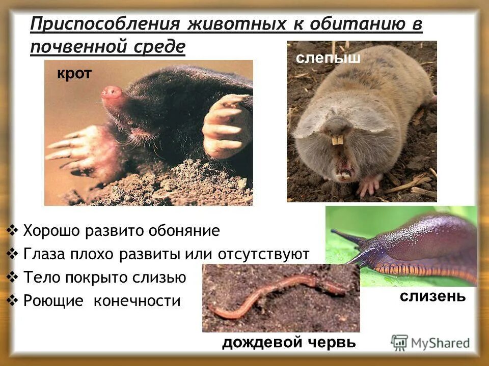 Особенности внешнего строения крота