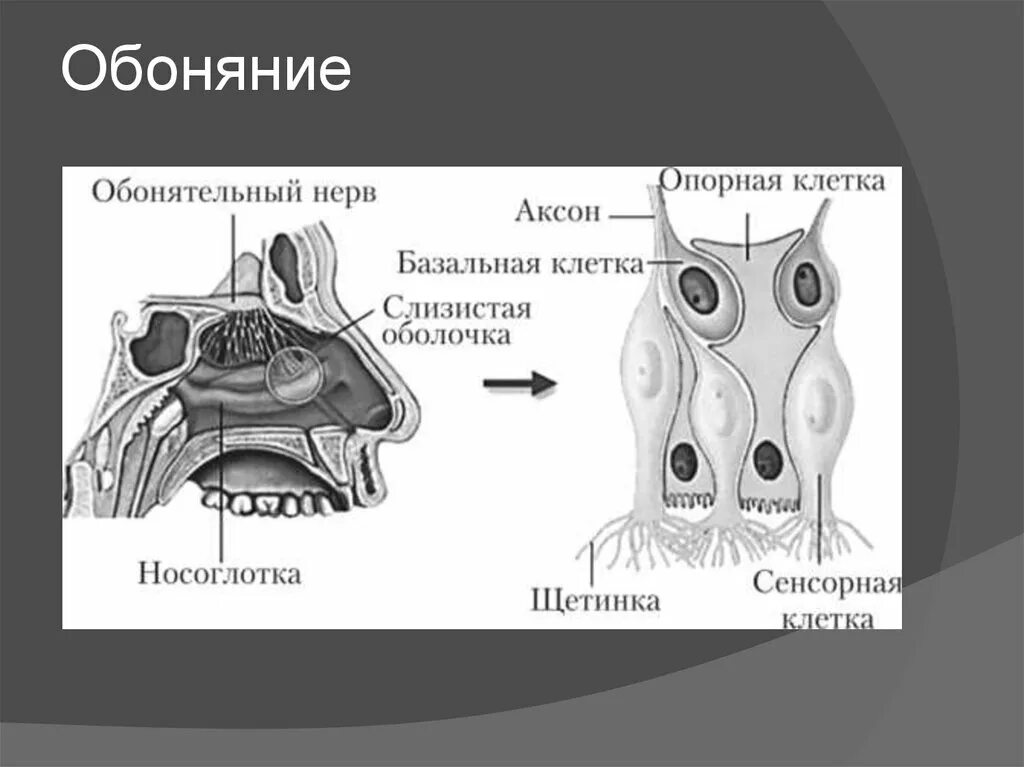 Орган обоняния отделы. Схема строения обонятельного анализатора. Строение периферического отдела обонятельного анализатора. Обонятельный анализатор нос. Строение анализатора обоняния.