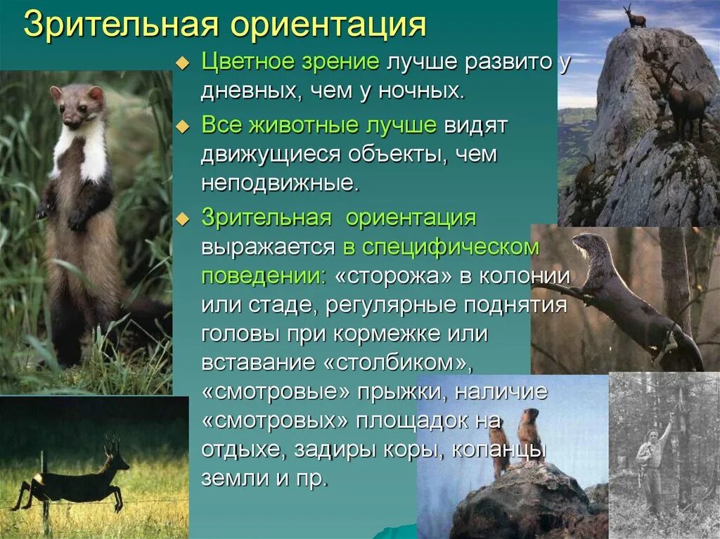 Органы чувств у млекопитающих и их функции. Монофаги олигофаги. Типы убежищ животных и птиц. Что такое специализация в питании животных. Ориентация млекопитающих.