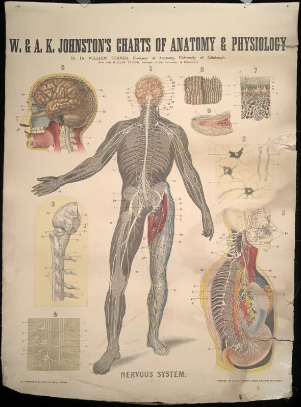 Анатомический плакат. Анатомические плакаты. Плакаты медицинские анатомические. Анатомический плакат 19 века. Советский анатомический плакат.