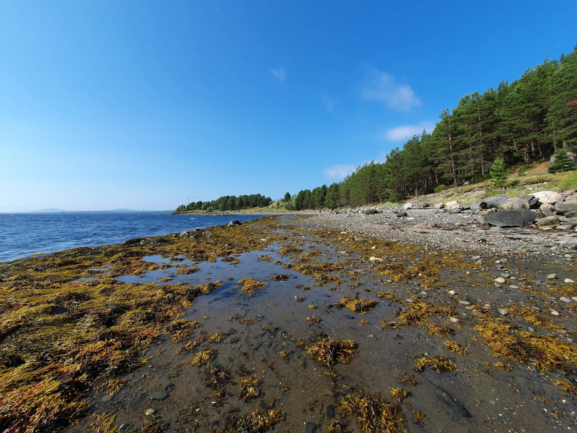 Белое море. Белое море для детей. Берег белого моря фото.