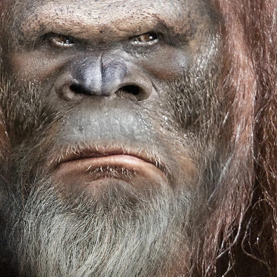 Monkey man дата выхода