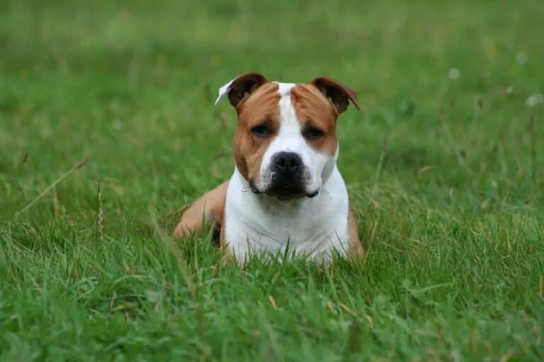 американский стаффордширский терьер (амстафф). стаффордширский терьер новокузнецк. американскийстафоршиский терьер. американский стаффордширский терьер. американский стаффордширский терьер щенок.