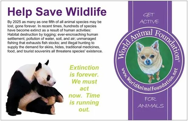 Release reduce adopt reusable endangered species. Save Wildlife. How to save endangered animals. Save our animals. Help Wild animals рассказы.