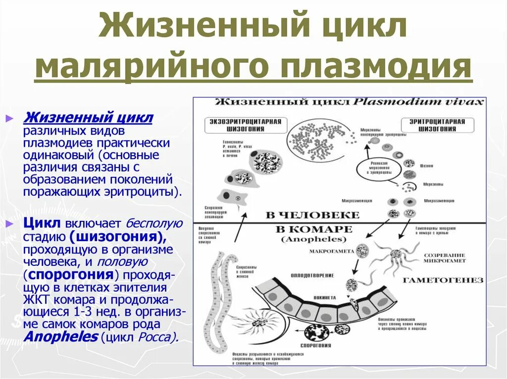 Цикл развития малярийного плазмодия. Стадии развития малярийного плазмодия. Стадии жизненного цикла малярийного плазмодия. Стадии цикла развития малярийного плазмодия. Малярия цикл развития малярийного плазмодия