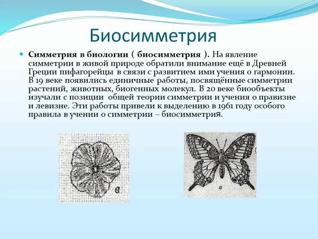 Симметрия (биология). Типы симметрии. Симметрия в живой природе. Осевая симметрия в биологии.