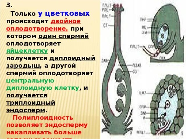 Оплодотворение у цветковых растений. Двойное оплодотворение цв. Двойное оплодотворение у цветкового растения. Двойное оплодотворение у покрытосеменных.