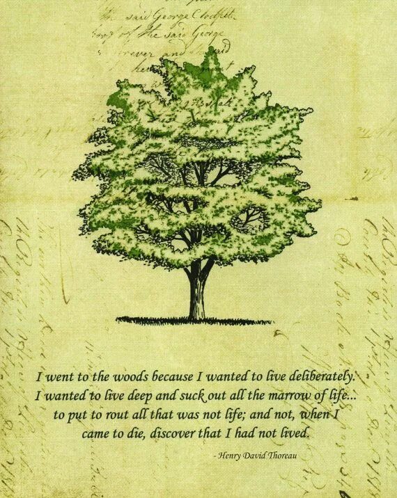 My last tree. Книга the last tree.