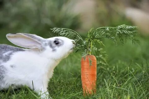 Кролик с морковкой рисунок фото - Каталог Фото