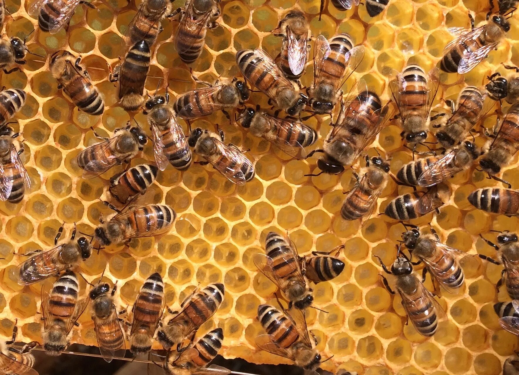 Купить семью пчел. Пчелопакеты Бакфаст. Пчелиная семья улей. Жизнь пчел. Пчелиная семья в улье.