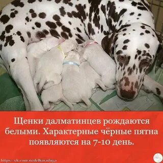 Рождаются белыми