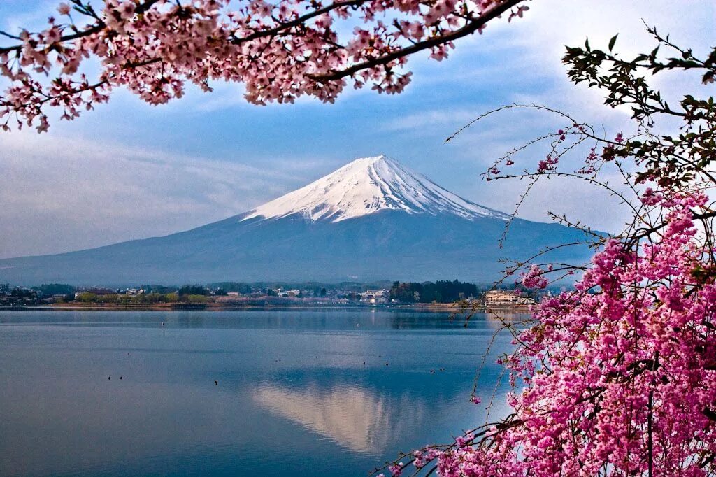 Фудзияма Япония. Япония гора Фудзияма и Сакура. Киото Фудзияма. Символ Японии - гора Фудзияма.. Japanese blossom