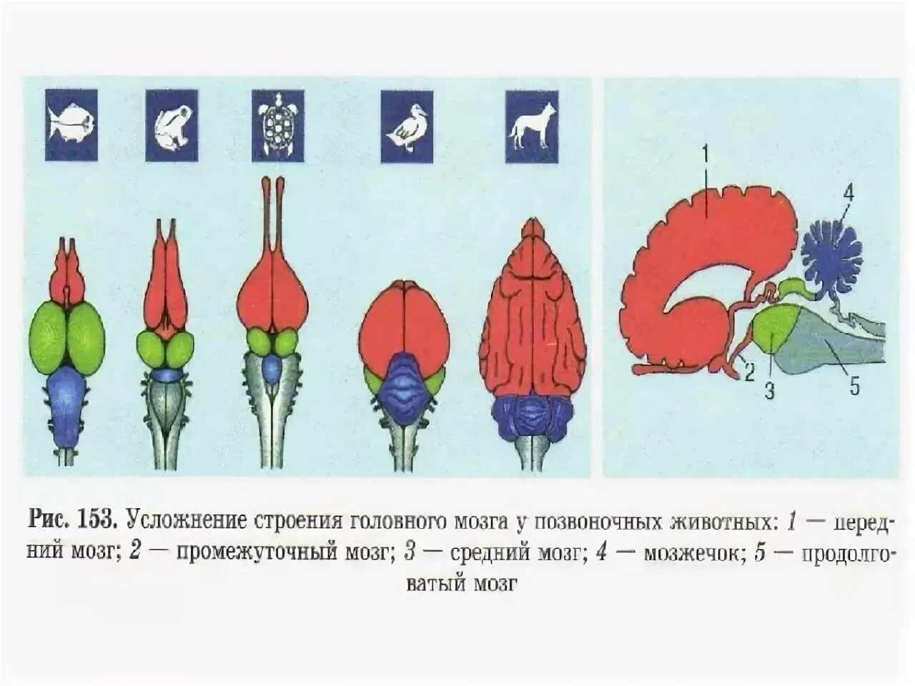 Сравнение мозга позвоночных. Эволюция головного мозга позвоночных схема. Схема строения головного мозга хордовых. Усложнение строения головного мозга у позвоночных животных. Схемы строения головного мозга позвоночных животных.