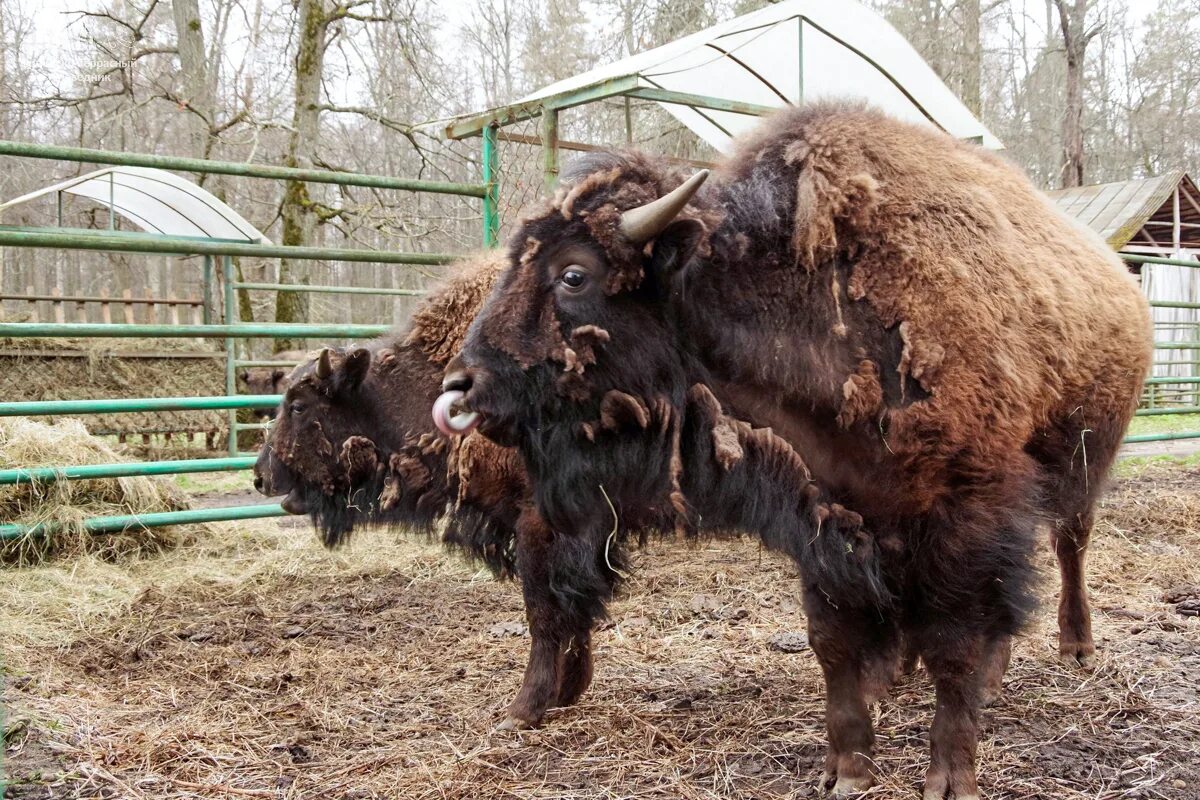 Нашли бизона. Приокское бизоны. Бизон маленький. Бизон годовалого. Годовалый бизонов.