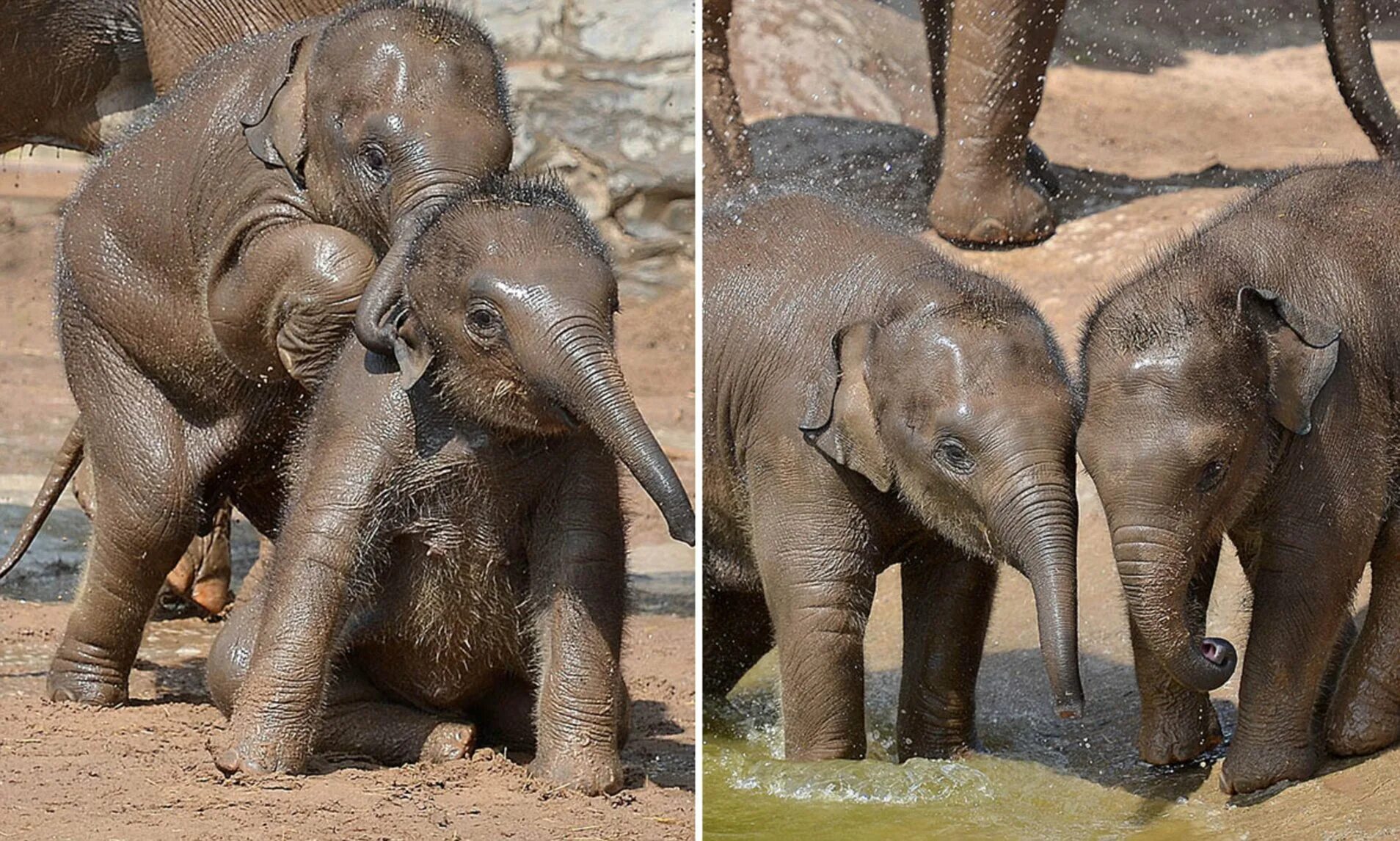 Sister elephant. Детеныши слонов.