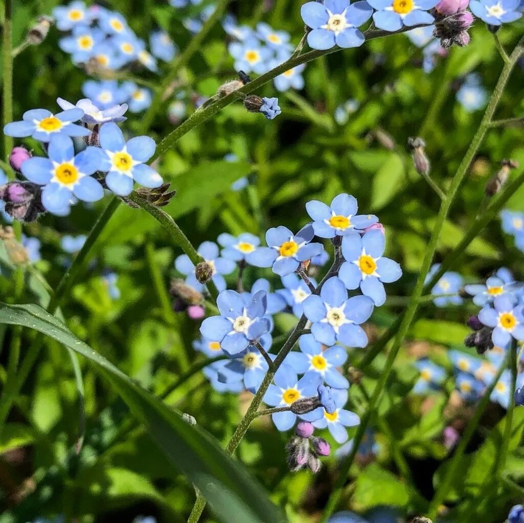 Незабудка Полевая (Myosotis arvensis). Незабудка Болотная. Незабудка холмовая. Незабудка Песчаная. Незабудка похожие