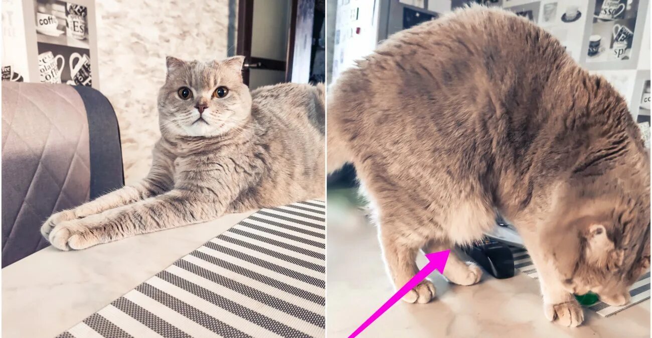 курдюк у шотландцев. почему у кошки висит кожа на животе. курдюк у британцев. курдюк у скоттиш фолд. почему у кошки висит кожа на животе.