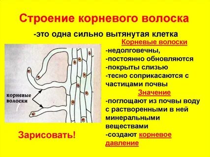 Какая ткань формирует корневые волоски